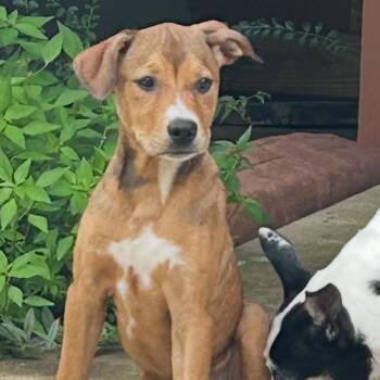 Pepsi -  Mixed Breed Dog for Adoption in Brownsboro, Alabama - Pepsi | PetCurious