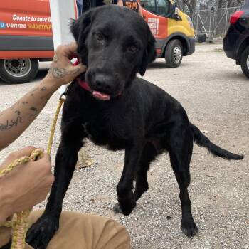 Retriever Dogs Available for Adoption - Overalls | PetCurious