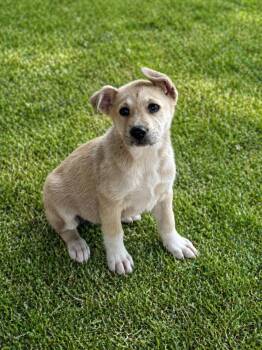 Labrador Retriever Dogs Available for Adoption in Cleveland, Texas - Sally | PetCurious