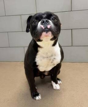Orion -  Mixed Breed Dog for Adoption in Nashville, Tennessee - Orion | PetCurious