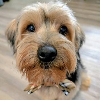 Albert -  Yorkshire Terrier Dog for Adoption in Alafaya, Florida - Albert | PetCurious