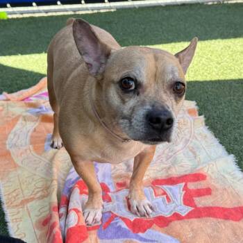 Chihuahua and French Bulldog Dogs Available for Adoption in Long Beach, California - Scrappy | PetCurious