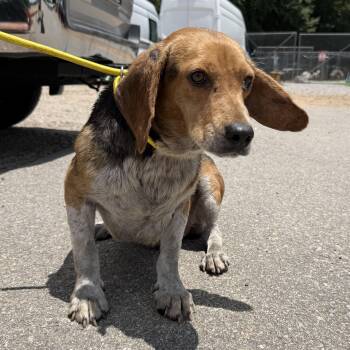 Pennz -  Beagle Dog for Adoption in Columbia, South Carolina - Pennz | PetCurious