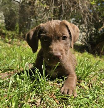 Terrier and Schnoodle Dogs Available for Adoption in Glocester, Rhode Island - Ruby | PetCurious