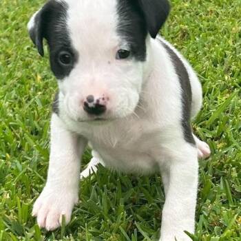 Terrier and Mixed Breed Dogs Available for Adoption in Carencro, Louisiana - Mandarin | PetCurious