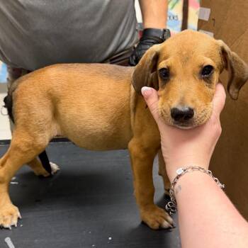Knoxx -  Hound Dog for Adoption in Lufkin, Texas - Knoxx | PetCurious