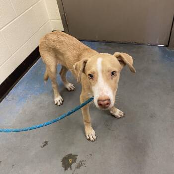 Hazelnut -  Mixed Breed Dog for Adoption in Memphis, Tennessee - Hazelnut | PetCurious