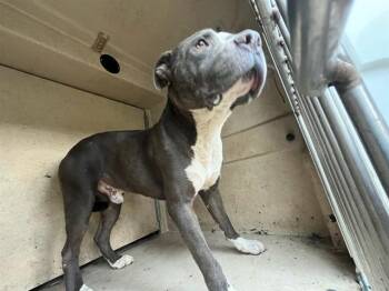 JACKSON -  Pit Bull Terrier Dog for Adoption in Oklahoma City, Oklahoma - JACKSON | PetCurious