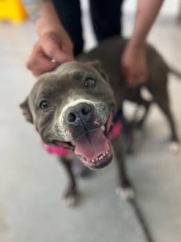 Rescue Mixed Breed Dogs for Adoption in Neenah, Wisconsin - Kardier | PetCurious