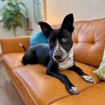 Pit Bull Terrier Dogs Available for Adoption in Friendswood, Texas - Vivi Loo The Happiest Girl Who Loves You | PetCurious