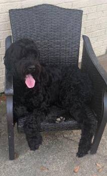 Giant Schnauzer Dogs Available for Adoption in Pass Christian, Mississippi - Zaxby | PetCurious