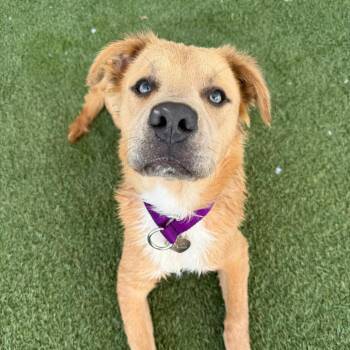 Timber -  Pit Bull Terrier and Mixed Breed Dog for Adoption in Los Angeles, California - Timber | PetCurious