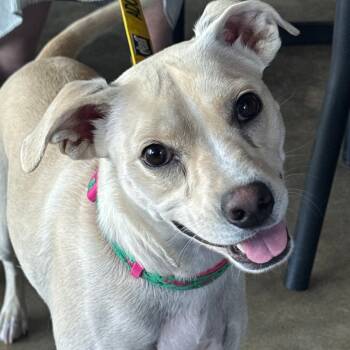 Rescue Mixed Breed Dogs for Adoption in Raleigh, North Carolina - Ellis | PetCurious