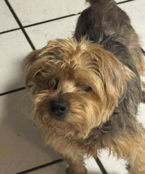 Rescue Yorkshire Terrier Dogs for Adoption in Grand Bay, Alabama - Louie | PetCurious