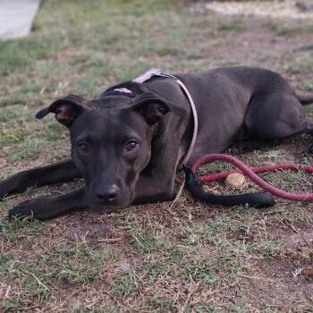 Sylvie -  Terrier Dog for Adoption in Tampa, Florida - Sylvie | PetCurious