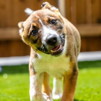 Mocha -  Cattle Dog and Mixed Breed Dog for Adoption in Naperville, Illinois - Mocha | PetCurious