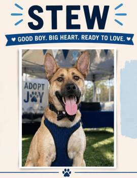 Stew -  Shepherd and Basenji Dog for Adoption in Baton Rouge, Louisiana - Stew | PetCurious
