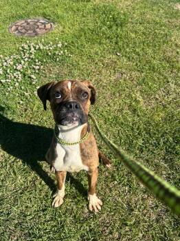 Boxer Dogs Available for Adoption in New Bern, North Carolina - Bruno 2 | PetCurious