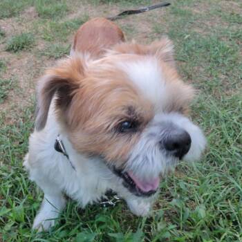 Benji -  Shih Tzu and Mixed Breed Dog for Adoption in Portage, Michigan - Benji | PetCurious