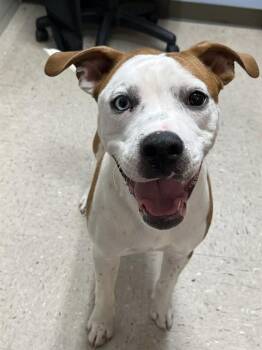 COPPER -  American Bulldog and Mixed Breed Dog for Adoption in Killeen, Texas - COPPER | PetCurious