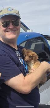 Hazel -  Miniature Dachshund and Chihuahua Dog for Adoption in New Haven, Connecticut - Hazel | PetCurious