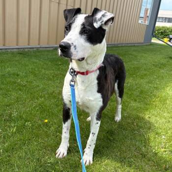 Luv Luv -  Pit Bull Terrier Dog for Adoption in Clavet, Saskatchewan - Luv Luv | PetCurious