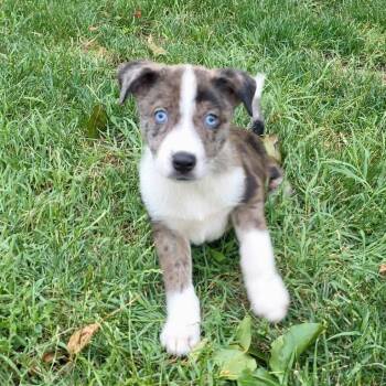 Groot -  Mixed Breed Dog for Adoption in Hughesville, Maryland - Groot | PetCurious