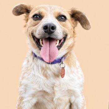 Survivor -  Cattle Dog and Mixed Breed Dog for Adoption in Kim, Colorado - Survivor | PetCurious