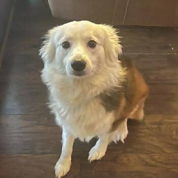 Australian Shepherd and Mixed Breed Dogs Available for Adoption - Diego | PetCurious