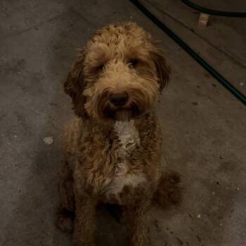 Barry -  Goldendoodle Dog for Adoption in Corona, California - Barry | PetCurious