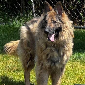 Frieda -  German Shepherd Dog Dog for Adoption in Fort Wayne, Indiana - Frieda | PetCurious