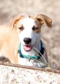 Jolene -  Labrador Retriever Dog for Adoption in Madisonville, Texas - Jolene | PetCurious