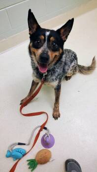 Australian Cattle Dog Blue Heeler Dogs Available for Adoption - Jonas | PetCurious