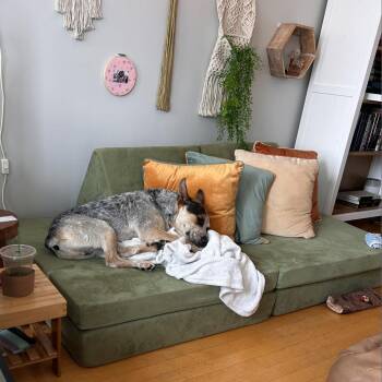 Hopkins -  Australian Cattle Dog Blue Heeler and Mixed Breed Dog for Adoption in La Grange, Kentucky - Hopkins | PetCurious