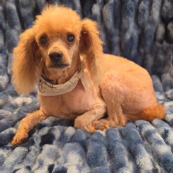 Poodle Dogs Available for Adoption in Helena, Alabama - Cosmic Charlie | PetCurious