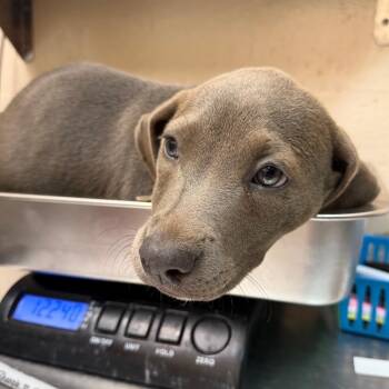 Stevia -  Hound Dog for Adoption in Birmingham, Alabama - Stevia | PetCurious