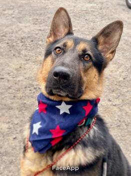 Buddy -  German Shepherd Dog Dog for Adoption in Santa Monica, California - Buddy | PetCurious