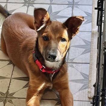 Shepherd Dogs Available for Adoption - Reese | PetCurious