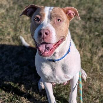 Bean -  Pit Bull Terrier Dog for Adoption in Cheyenne, Wyoming - Bean | PetCurious