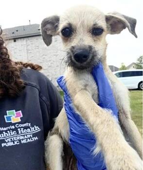 A660193 -  Chihuahua and Mixed Breed Dog for Adoption in Houston, Texas - A660193 | PetCurious