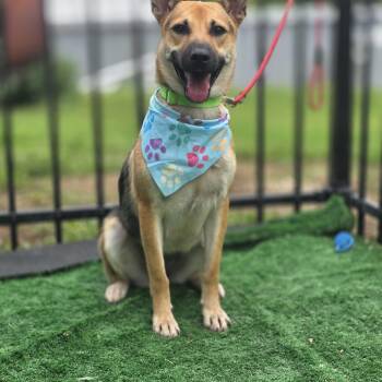 Pheonix -  German Shepherd Dog Dog for Adoption in Walthill, Nebraska - Pheonix | PetCurious