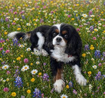 Cavalier King Charles Spaniel Dogs Available for Adoption in Warrenville, South Carolina - Zoe  | PetCurious