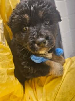 Shepherd and Cattle Dog Dogs Available for Adoption in Phoenix, Arizona - Tarzan | PetCurious
