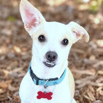 Parmesan -  Chihuahua Dog for Adoption in Boerne, Texas - Parmesan | PetCurious