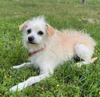 Toulouse in TX -  Chihuahua and Terrier Dog for Adoption in Cranston, Rhode Island - Toulouse In TX | PetCurious