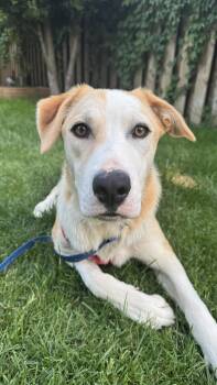 MUNECO -  Mixed Breed Dog for Adoption in Toronto, Ontario - MUNECO | PetCurious