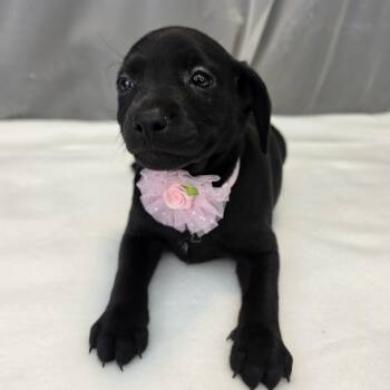 Aspen -  Labrador Retriever and Chihuahua Dog for Adoption in Foley, Alabama - Aspen | PetCurious