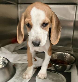 Greta -  Beagle Dog for Adoption in Parma, Ohio - Greta | PetCurious