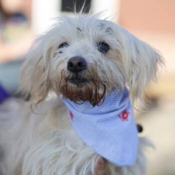 LUCILE -  Maltese Dog for Adoption in San Antonio, Texas - LUCILE | PetCurious