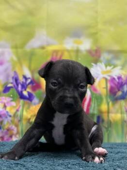 Chihuahua and Mixed Breed Dogs Available for Adoption in San Antonio, Texas - Zebra Cake | PetCurious